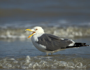 A Lesser Black-backed Gull stand poised on the shoreline, its sharp yellow beak and piercing eyes...