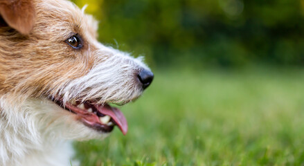 Face of a cute thirsty panting dog in hot summer. Pet background.