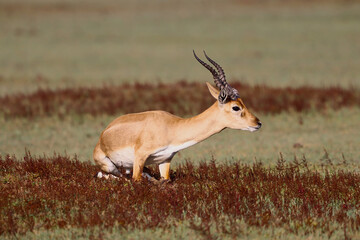 A sub adult male Blackbuck sitting in Point Calimere Wildlife Sanctuary, Tamil Nadu, India