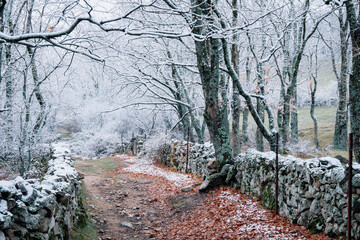 Naturaleza con nieve en Cercedilla 