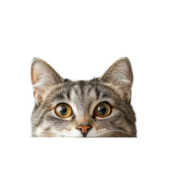 Curious cat peeking over a white table against a clean background capturing adorable curiosity, Cat Peeking Over white top table White background