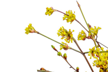 Blooming dogwood branches on a white background. Young leaves and flowers from garden
