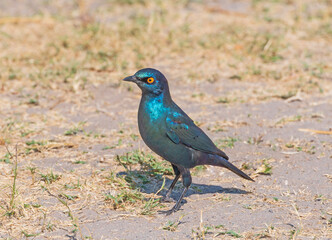 Cape Starling in the Savannah