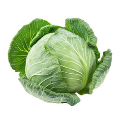 Obraz premium Fresh pointed cabbage with vibrant green leaves isolated on Transparent background, Pointed cabbage isolated on PNG background