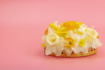 Festive spring composition with assorted blooming narcissus and homemade wicker basket
