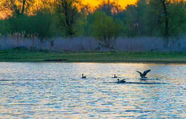 The edge of a lake in the light of sunrise in spring, Oostvaardersveld, Almere, Flevoland, The Netherlands, April 4, 2025