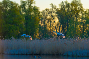 Swans flying over the edge of a lake in the light of sunrise in spring, Oostvaardersveld, Almere,...
