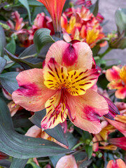 Blüte einer Inkalilie in rot gelb orange Tönen 