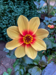 Sonnendahlie mit artgelb, pinkener Farbe und unscharfem Hintergrund