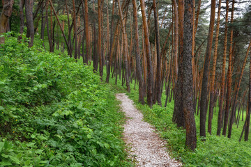 A gravel path in a beautiful pine forest. Walking in the forest in the clean fresh air.