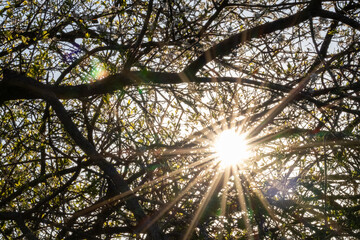 Sonnenstern durch &Auml;ste 