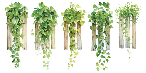 Set watercolor tropical green creeper leaves vine ivy plants bush hanging on wooden plank fence isolated on transparent background