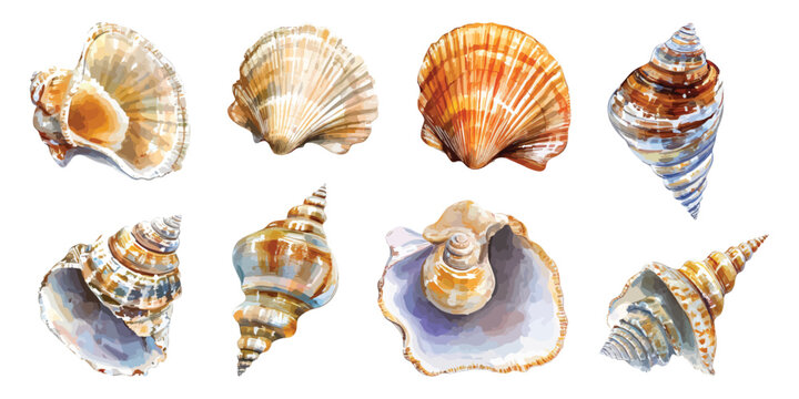 Set watercolor seashells mollusk fossil isolated on transparent background