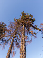 A tall pine tree in the middle of a forest