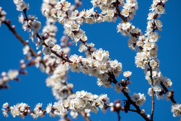 A branch of a tree with white flowers against a blue sky
