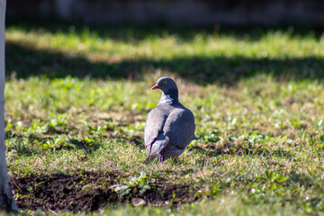 A pigeon standing in the grass next to a tree