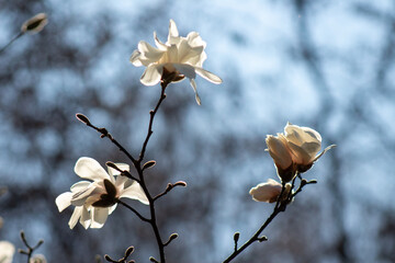A branch of a tree with white flowers on it
