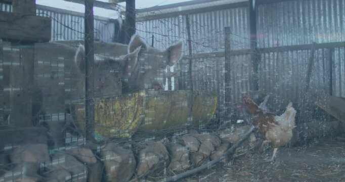 Pig and chicken in rustic pen with digital data overlay animation