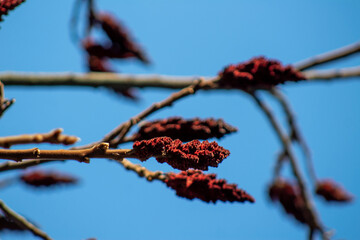 A branch of a tree with red flowers against a blue sky