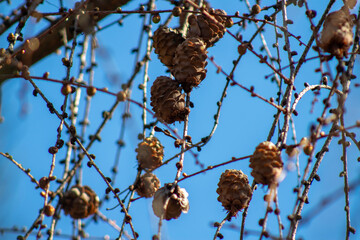 A bunch of pine cones hanging from a tree branch