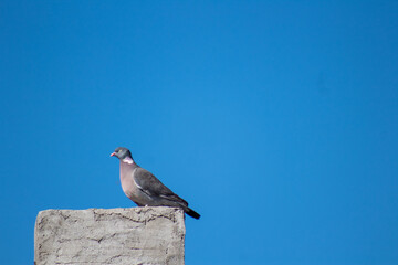 A pigeon sitting on top of a concrete block