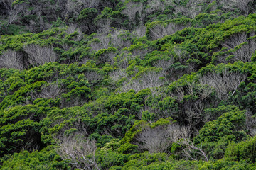 Paisagem verde na Madeira, Portugal