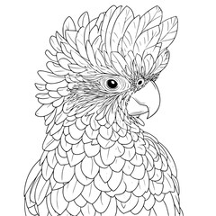 Fototapeta premium Cockatoo coloring book vector design, Cockatoo vector image