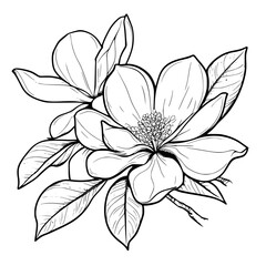 Magnolia coloring book vector design, Magnolia vector image