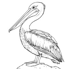 Pelican coloring book vector design, Pelican vector image