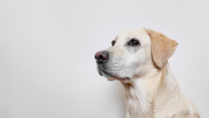 Golden Labrador retriever gazing sideways, representing loyalty and companionship, perfect for...