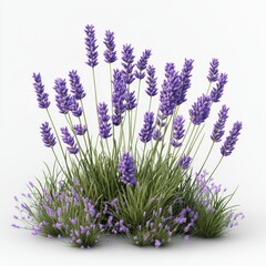 Obraz premium Lavender Bush in Full Bloom: Close-up of Purple Flowers and Green Stems Against a Clean White Background.