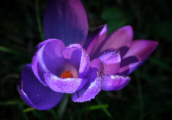 Colchicum autumnale violet with dew drops