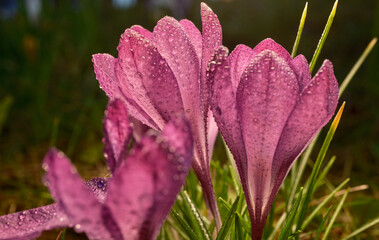 Colchicum autumnale red with dew drops