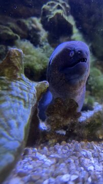 Mur&egrave;ne nageant dans un aquarium tropical.