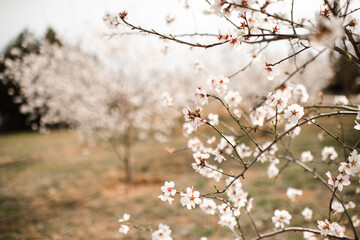 Blooming almond trees with flowers in garden close up. Springtime.