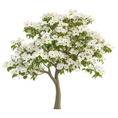 White Dogwood Tree with Green Leaves Isolated on Transparent Background