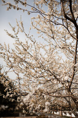 Blooming cherry trees with flowers in garden close up. Springtime.