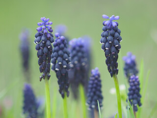 Blue flower of grape hyacinth plant on a meadow in spring, Muscari 