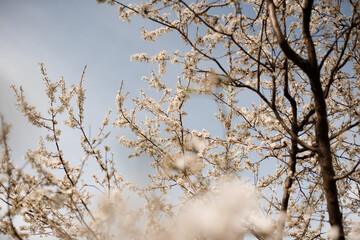 Blooming almond trees with flowers in garden close up. Springtime.