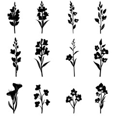 Fototapeta premium Collection of Gladioli vector designs, Gladioli vector image