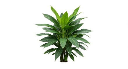 Fototapeta premium Lush Green Plant Isolated on White - Vibrant foliage, natural growth, healthy plant, greenery, indoor decor. Represents nature, life, freshness, serenity and growth