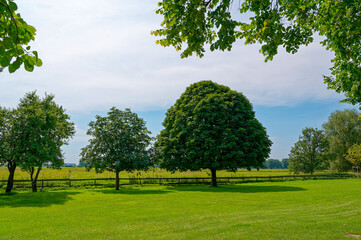 View over a meadow with trees.