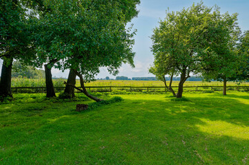 View over a meadow with trees.