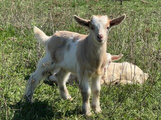 Fototapeta premium Playful young goat in a field with another resting goat. A playful young goat standing in a field, with another baby goat resting in the background. 