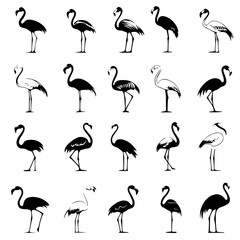 Obraz premium Collection of Flamingos vector designs, Flamingos vector illustration