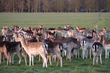 Deers in Phoenix Park in Dublin