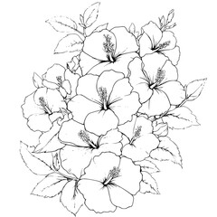 Collection of Hibiscuses coloring book vector designs, Hibiscuses illustration art