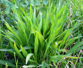 Lanceolate plantain, plantago lanceolata grows in nature