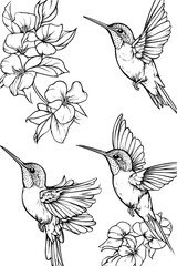 Naklejka premium Collection of Hummingbirds coloring book vectors, Hummingbirds illustration art