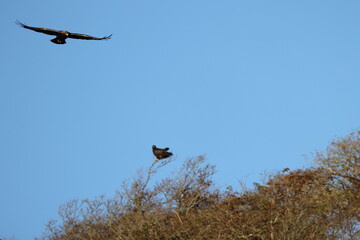 Japanese Golden eagle (Aquila chrysaetos japonica ) in Japan